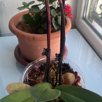 Çiçek Sepeti Orkide Alışverişinde Hayal Kırıklığı