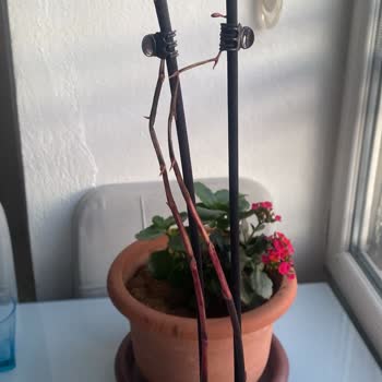 Çiçek Sepeti Orkide Alışverişinde Hayal Kırıklığı