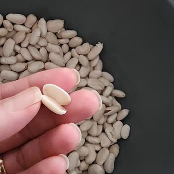 Hasata Fasülye Suya Atınca Hemen Yarılıp Dağıldı Kabuk Attı!