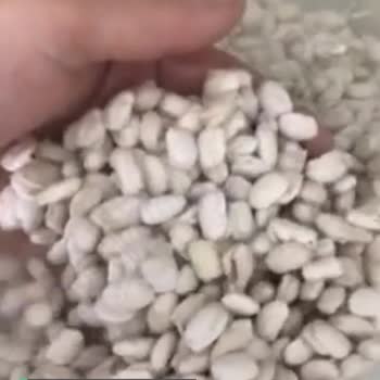 Hasata Fasülye Suya Atınca Hemen Yarılıp Dağıldı Kabuk Attı!