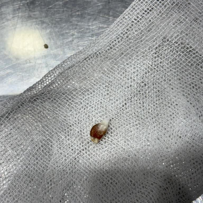 Veteriner Hatası: Kedimin Memeleri Kesildi