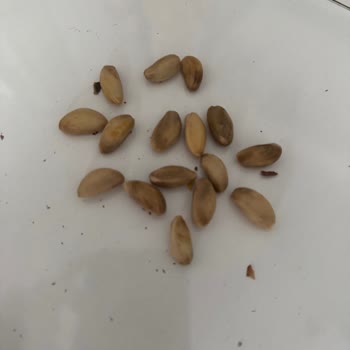 Açılmayan Fıstıklarla Kırılan Diş