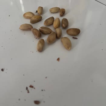 Açılmayan Fıstıklarla Kırılan Diş