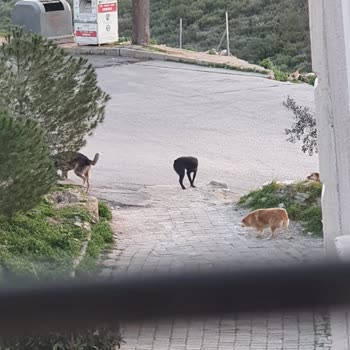 Sokakta Tehlike Saçan Köpekler