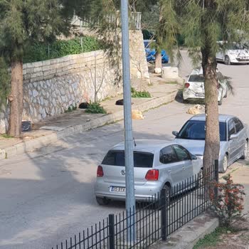 Sokakta Tehlike Saçan Köpekler