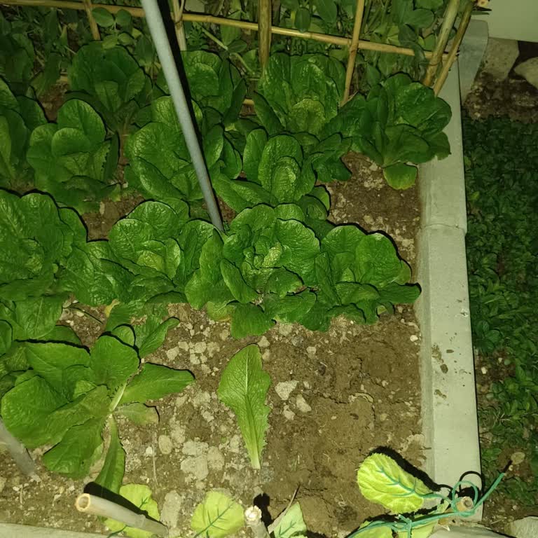 Casilobi Bahis Sitesinde Ödeme Sorunu Ve Müşteri Hizmetleri Engeli