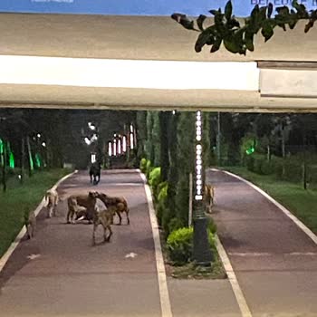 Gece Kağıthane'de Köpek Saldırıları: Yürüyüş Yolu Güvensiz