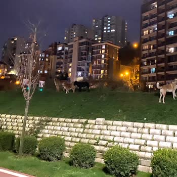 Gece Kağıthane'de Köpek Saldırıları: Yürüyüş Yolu Güvensiz
