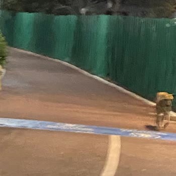 Gece Kağıthane'de Köpek Saldırıları: Yürüyüş Yolu Güvensiz