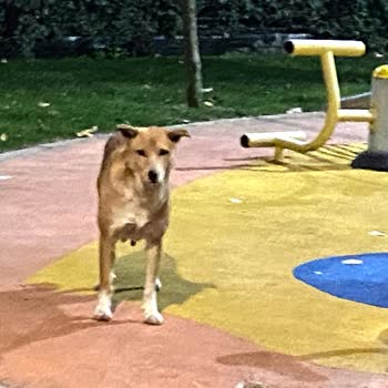 Gece Kağıthane'de Köpek Saldırıları: Yürüyüş Yolu Güvensiz