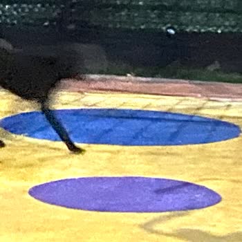 Gece Kağıthane'de Köpek Saldırıları: Yürüyüş Yolu Güvensiz