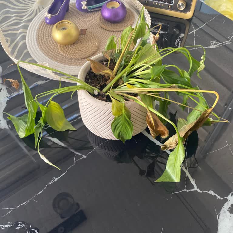 Solan Çiçekler Ve Yetersiz Müşteri Hizmeti