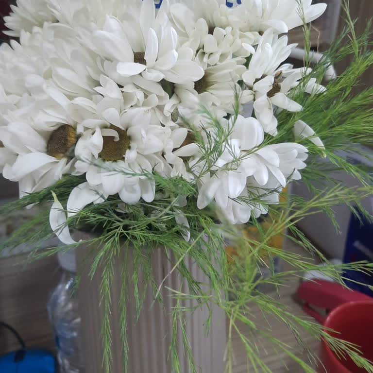 Solmuş Papatyalar Ve Yanıtsız İade Talebi