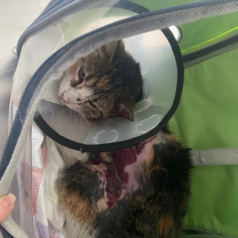 Hayvan Bakımevinde İletişim Ve İlgisizlik Sorunu