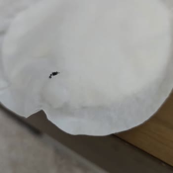 Hijyen Sorunu: Göğüs Pedinde Böcek Ölüleri