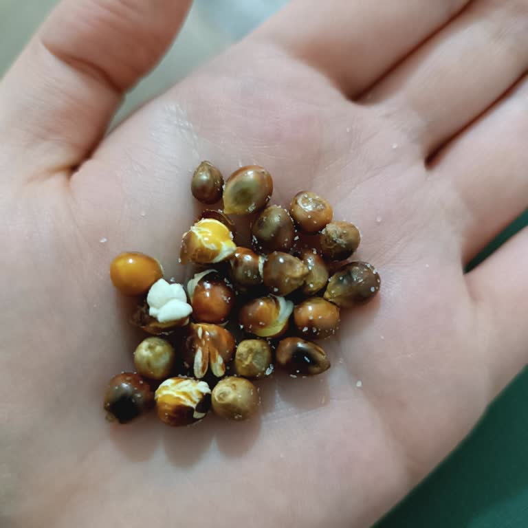 Bayat Ve Patlamayan Cin Mısırı Şikayeti