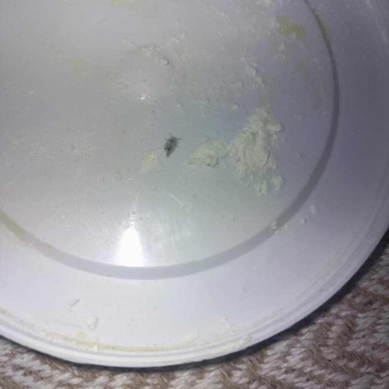 Mamma Besin Ürünleri İçinden Böcek Çıktı