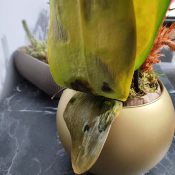 Çiçek Sepeti'nden Gelen Hayal Kırıklığı: Solmuş Orkide Ve Yetersiz Müşteri Hizmeti