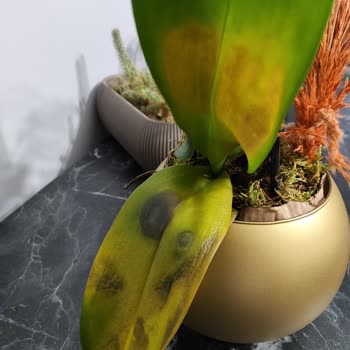 Çiçek Sepeti'nden Gelen Hayal Kırıklığı: Solmuş Orkide Ve Yetersiz Müşteri Hizmeti