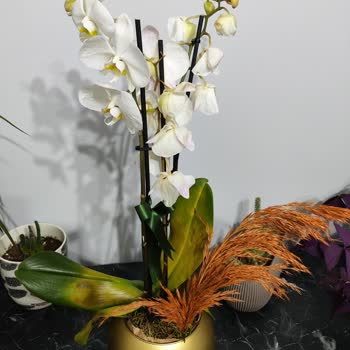 Çiçek Sepeti'nden Gelen Hayal Kırıklığı: Solmuş Orkide Ve Yetersiz Müşteri Hizmeti