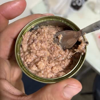 Bozuk Ton Balığı Ve Kötü Koku Şoku