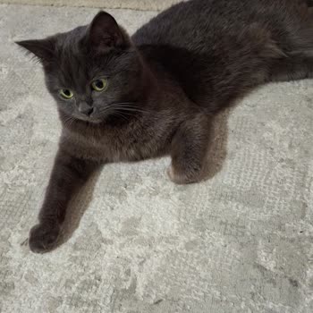 İptal Edilen Ceza Parasının Gecikmesi