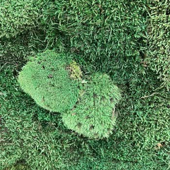 Dikey Yosun Hizmet Yok, Alaka Yok!