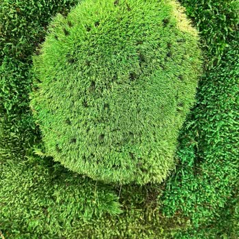 Dikey Yosun Hizmet Yok, Alaka Yok!