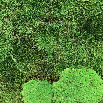 Dikey Yosun Hizmet Yok, Alaka Yok!