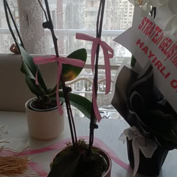 Özel Günümde Hayal Kırıklığı: Solan Orkide Ve İlgisiz Hizmet