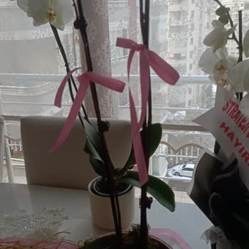 Özel Günümde Hayal Kırıklığı: Solan Orkide Ve İlgisiz Hizmet