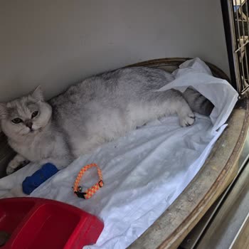 Antalya Hayvan Hastanesi Yanlış Teşhis Ve Kötü Hizmetle Karşılaştık