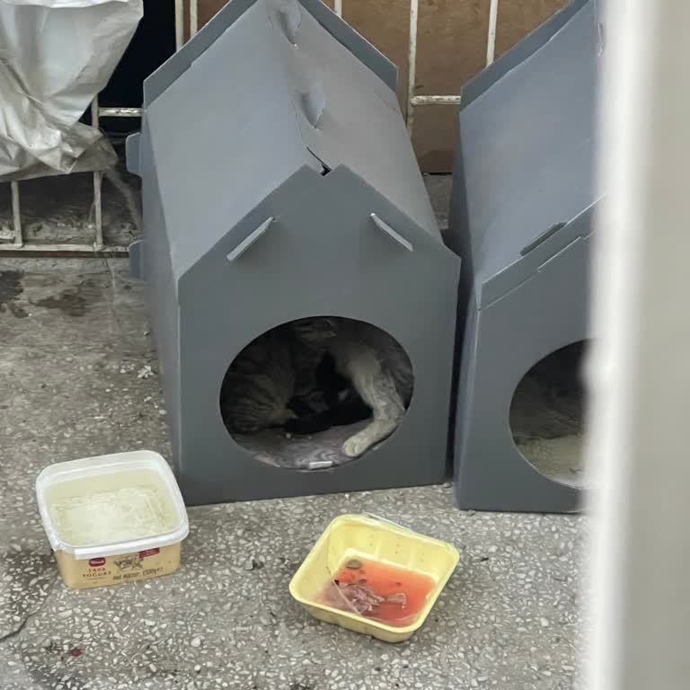 Yoda Veteriner İlgisiz Davranarak Mağdur Etti