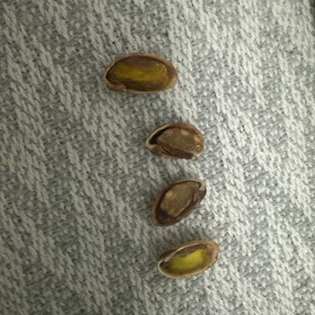 Bozuk Ve Kalitesiz Antep Fıstığı Mağduriyeti