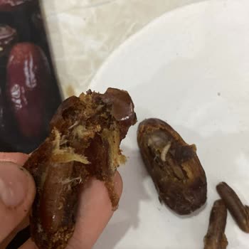Kurtlu Hurma Mağduriyeti