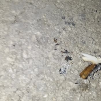 Parliament Night Blue'da Kalite Sorunları: Filtre Hatası Ve Yabancı Madde Şikayeti