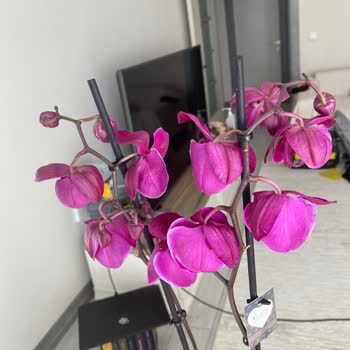 Solmuş Orkide Ve Kırık Saksı Hayal Kırıklığı