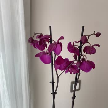 Solmuş Orkide Ve Kırık Saksı Hayal Kırıklığı