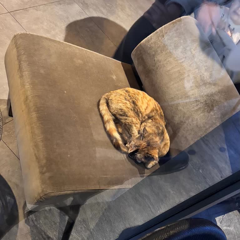 Starbucks Ankara Şubesinde Evcil Hayvan Ayrımcılığı Ve Yanıltıcı Beyanlar