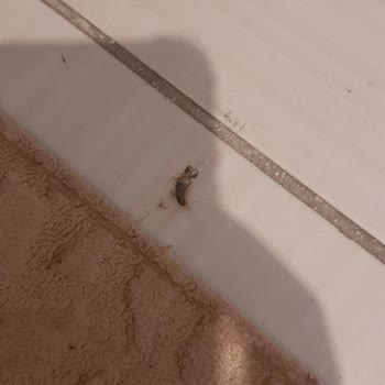 Rota İlaçlama Memnuniyetsizliği