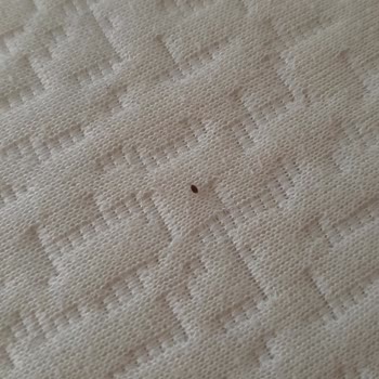 Rota İlaçlama Memnuniyetsizliği