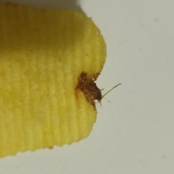 BİM Patito Şikayeti