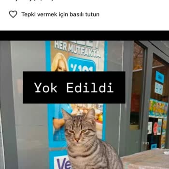 Kedimizin Akıbeti Belirsiz: Marketin Sorumluluğu Nerede?