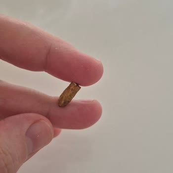 Tatlı Ürününde Beklenmedik Yabancı Madde Bulundu