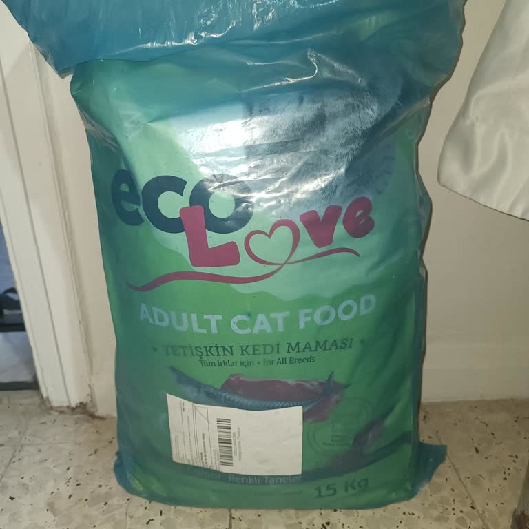 Kediler İçin Uygun Olmayan Mama Sorunu