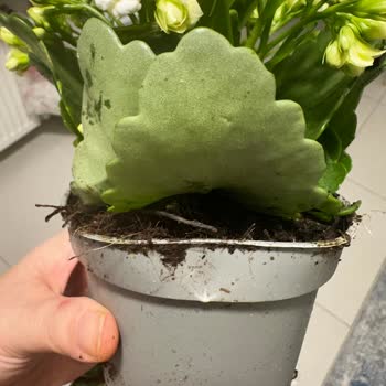 Hasarlı Çiçek Teslimatı Ve İlgisiz Müşteri Hizmetleri