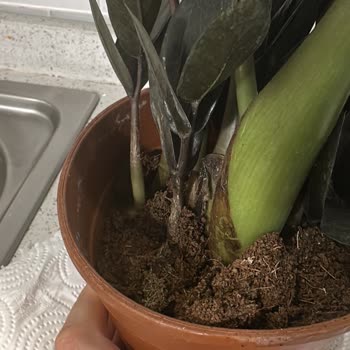 Hasarlı Çiçek Teslimatı Ve İlgisiz Müşteri Hizmetleri