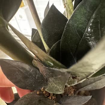 Hasarlı Çiçek Teslimatı Ve İlgisiz Müşteri Hizmetleri