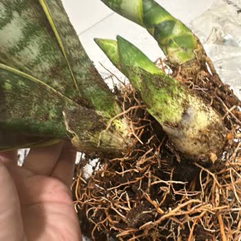 Hasarlı Çiçek Teslimatı Ve İlgisiz Müşteri Hizmetleri