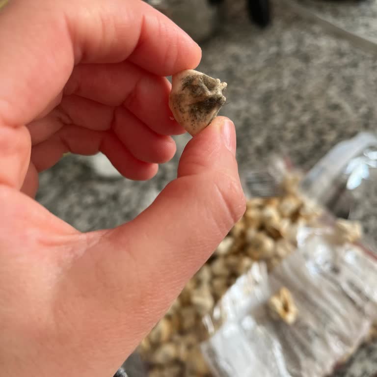 BİM'de Küflü Ürün Şoku: Paketlenmiş Kuru Mantı Skandalı